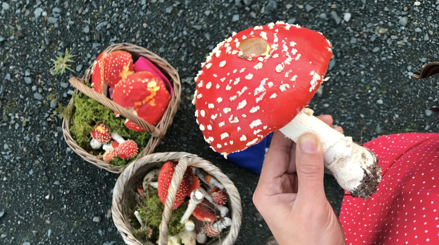 Foraging for Mushrooms