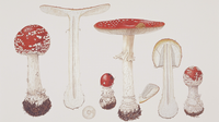 Meet the Amanita muscaria Mushroom