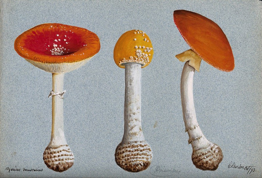 The Spotty History of Amanita Muscaria