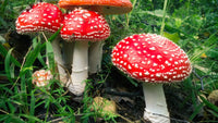 Foraging for Mushrooms