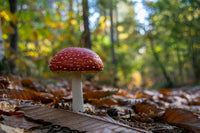 A red Amanita muscaria mushroom with white spots, growing amongst brown leaves on the forest floor