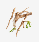 INULIN
