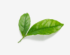 L-THEANINE